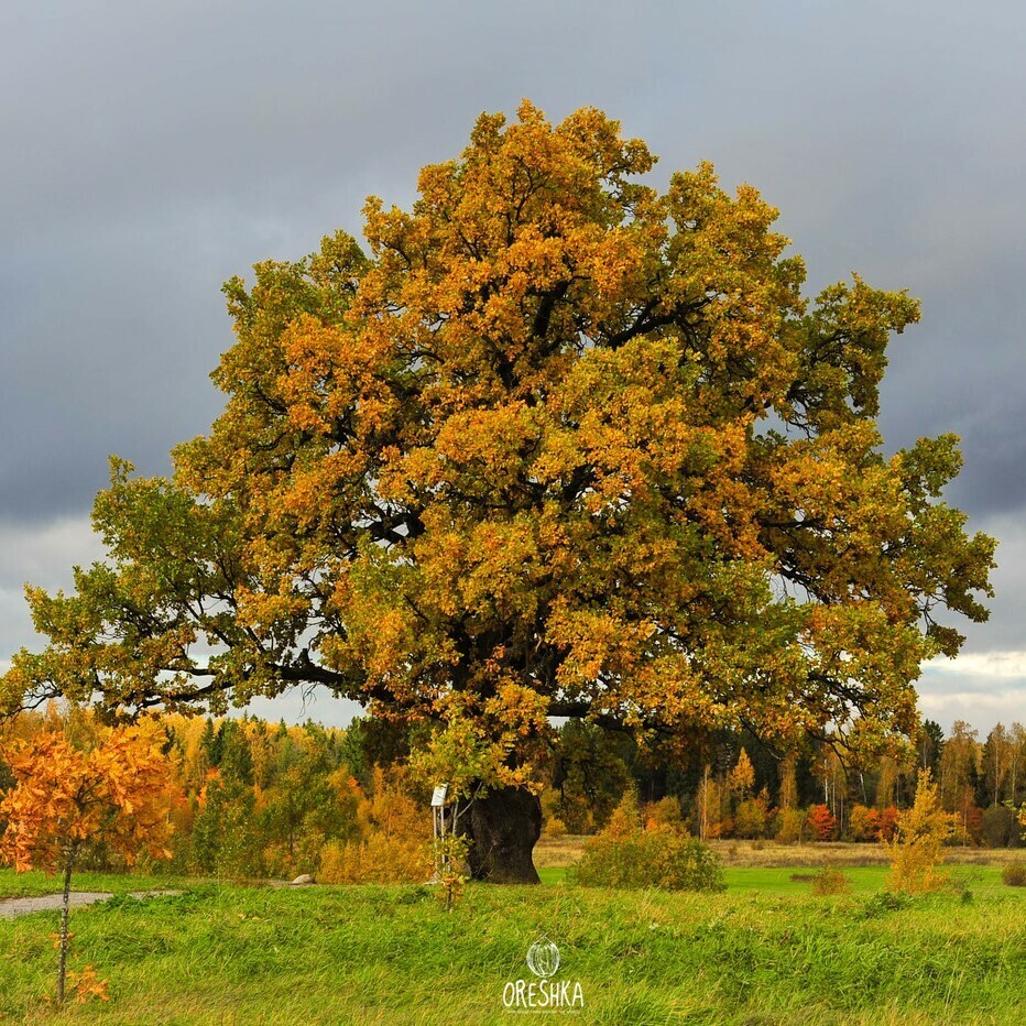 English oak Quercus robur autumn golden brown foliage colour change