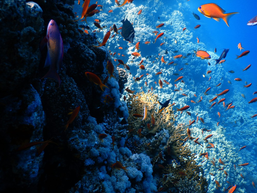 Fish above fish. Gordon Reef.