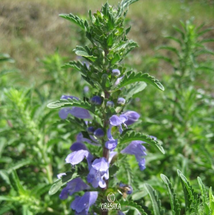 Seeds of Moldavian dragonhead (Dracocephalum moldavica) — 50 pcs