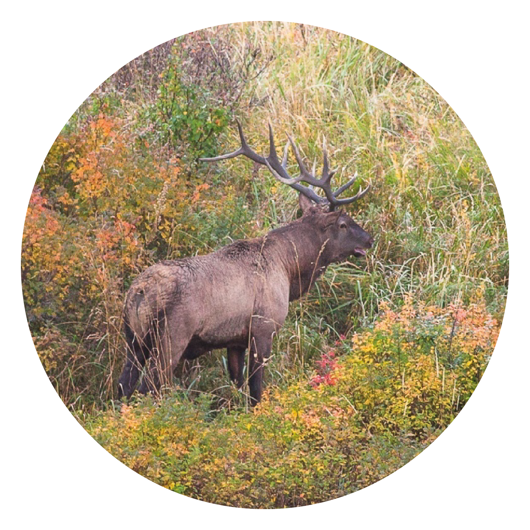 Список троп