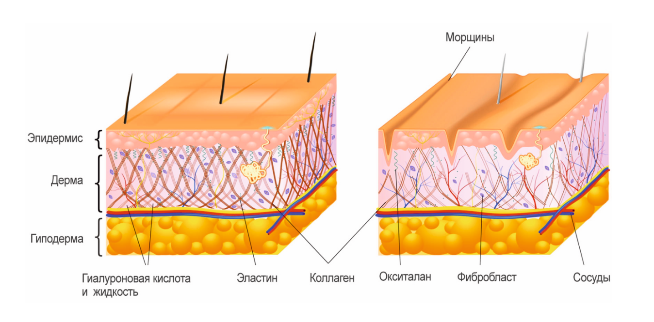 Коллаген под кожу. Структура кожи Collagen elastin. Фибробласты коллаген эластин. Строение дермы коллаген и эластин. Строение кожи коллаген эластин.