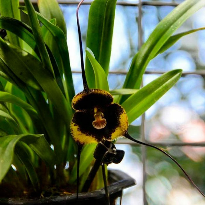 Орхидея Дракула: уход за цветком «обезьянья мордочка» в домашних условиях (23 фото)