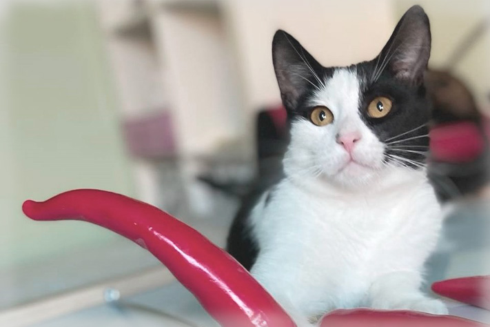 Благотворительный фонд поможи животных, помощь животным, взять кошку из приюта, взять собаку из приюта