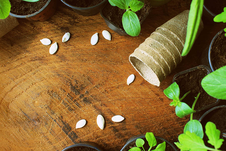 Seeds scattered on a wooden surface surrounded by small potted plants and a biodegradable pot, illustrating gardening preparation and seed selection for beginner gardeners.