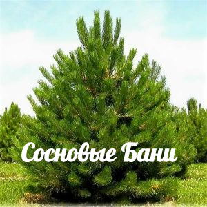 Сосновые бани