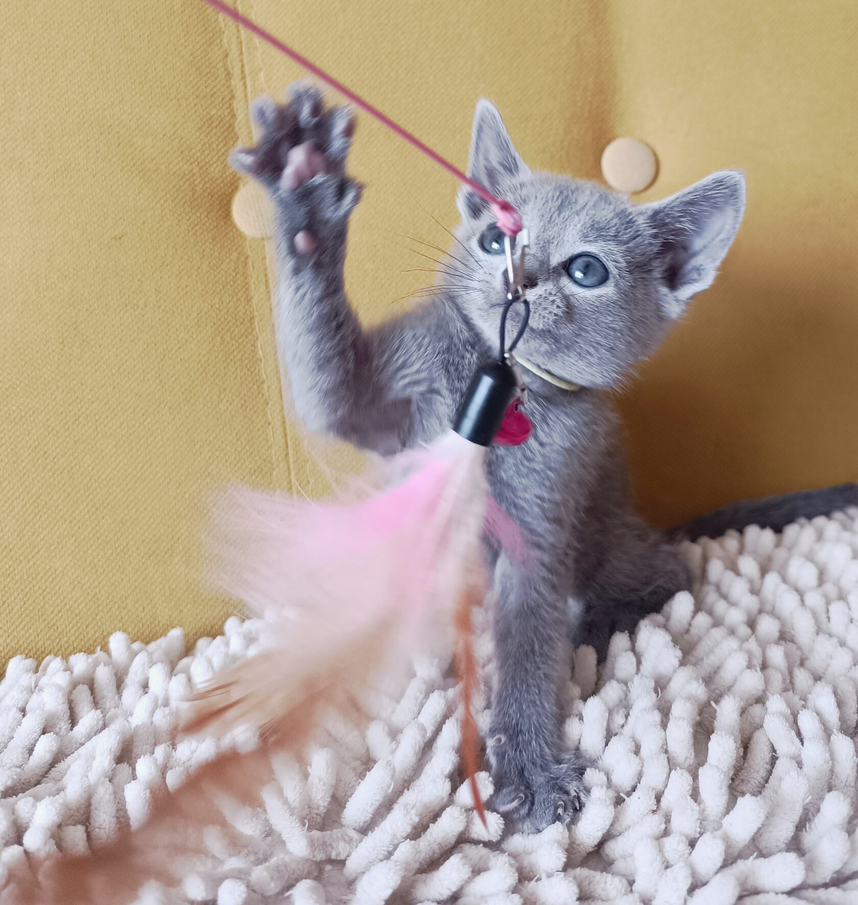 котёнок во время игры или рядом с человеком