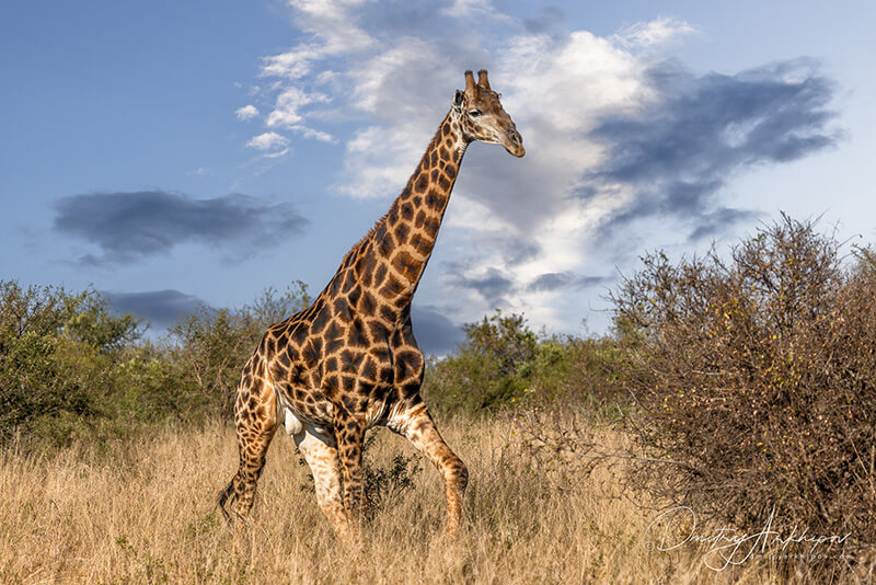 Namibia, Botswana, Zambia and Zimbabwe 2026