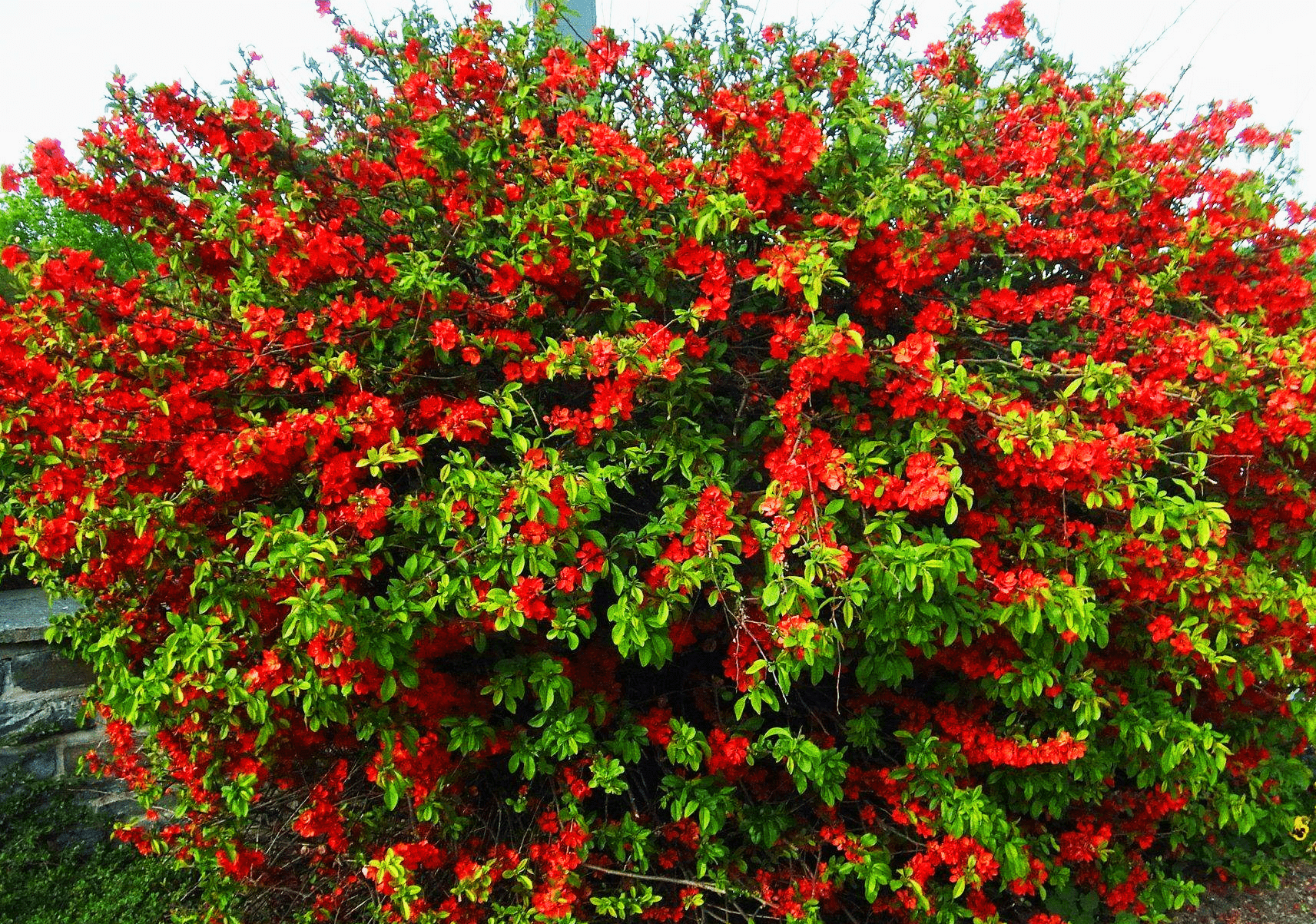 Айва японская в ландшафтном дизайне