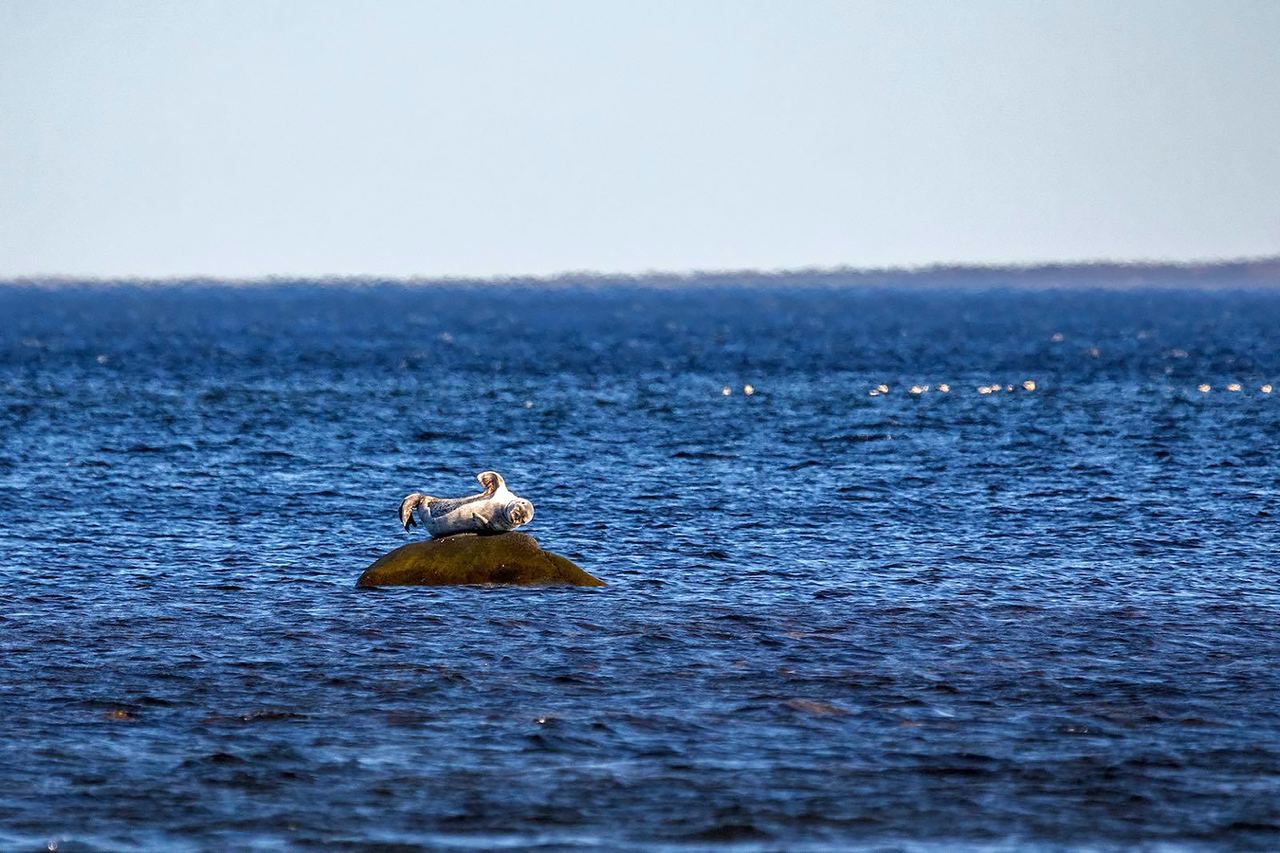 я в белом море