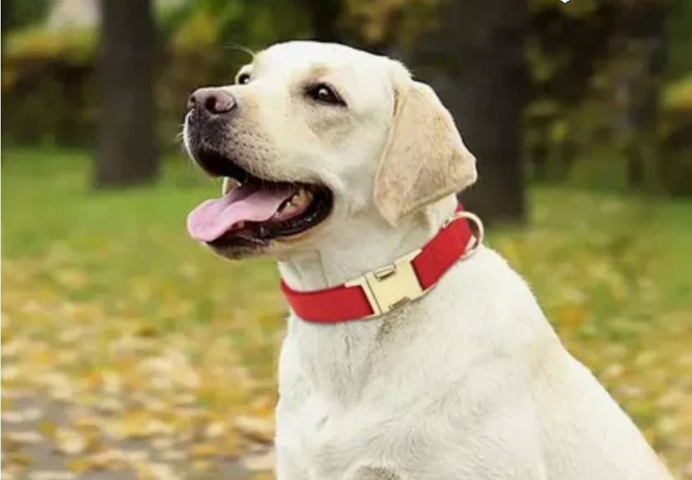 Современные безопасные спреи и ошейники против клещей и блох