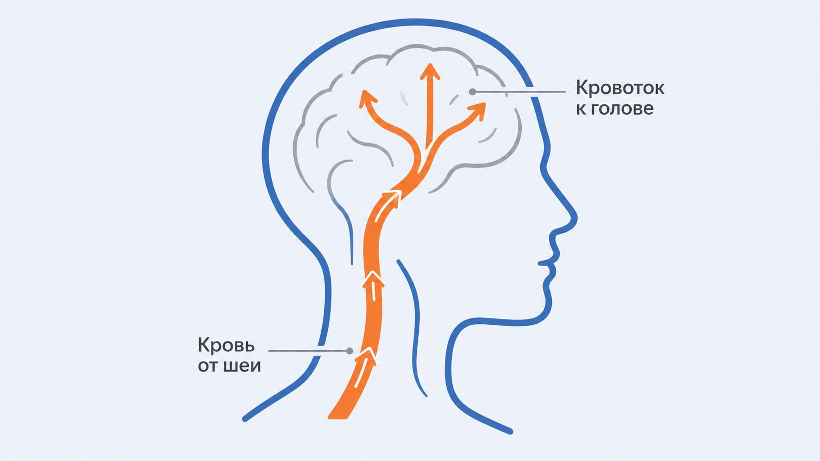 Кровоток от шеи к мозгу