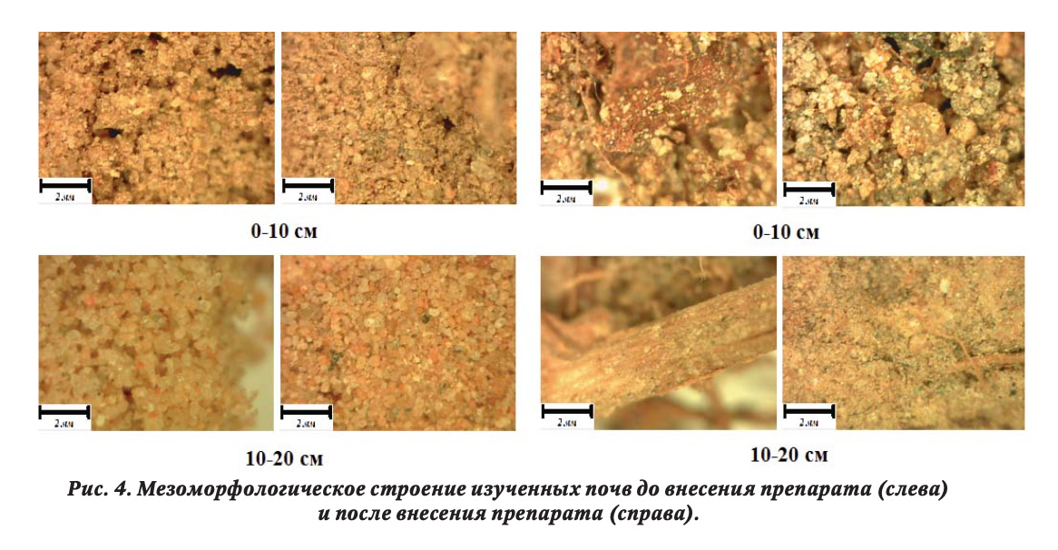 Мезоморфологическое строение изученных почв до внесения препарата и после внесения препарата 