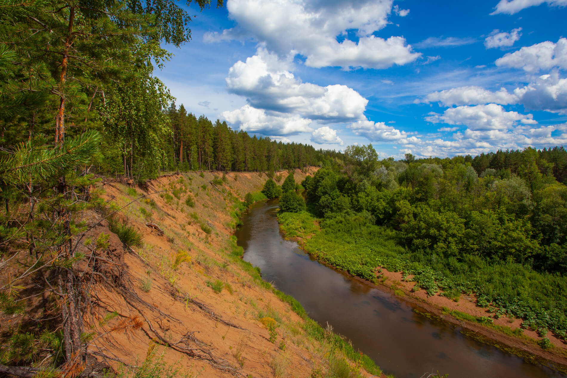 Природа Бузулукского бора