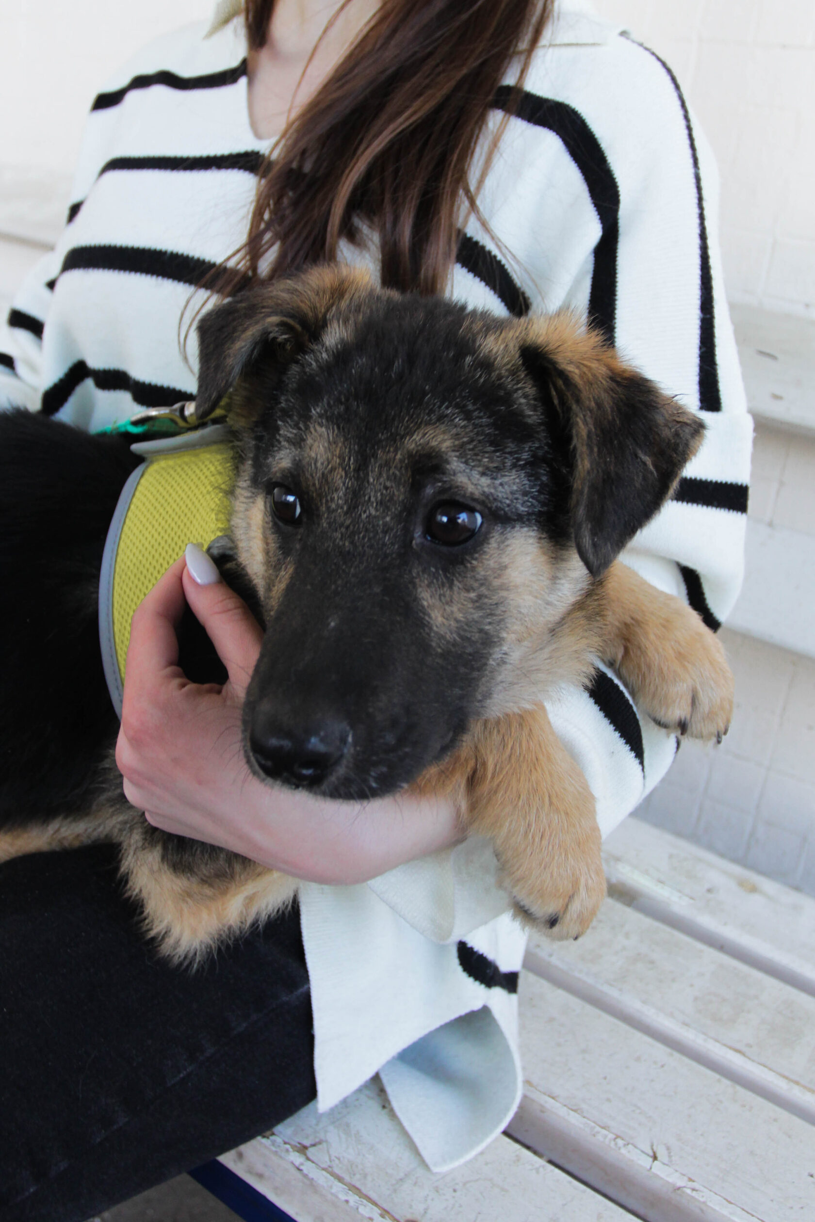 Приют для собак \"Щербинка\"