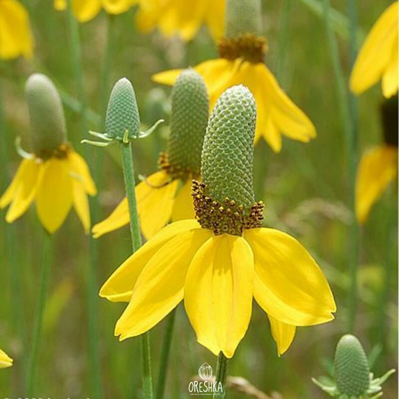 Seeds of Grayhead coneflower (Ratibida) — 50 pcs