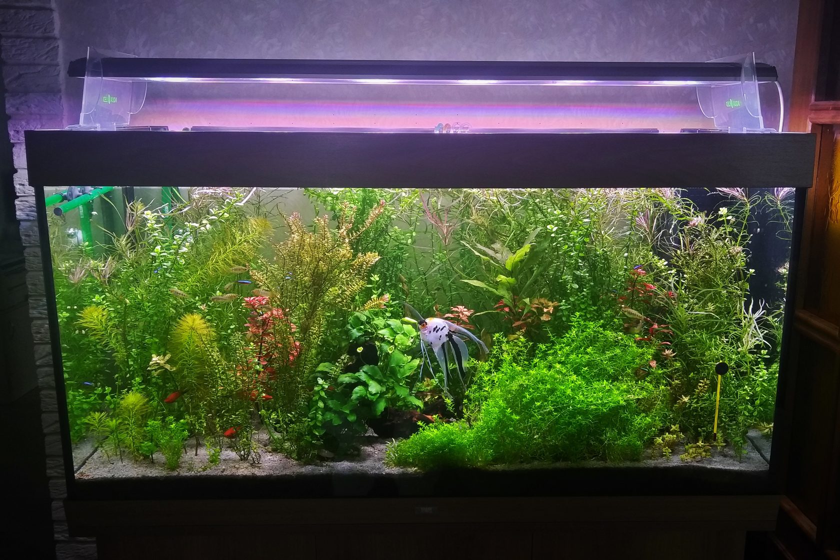 Лучшие LED фитолампы для аквариумных растений