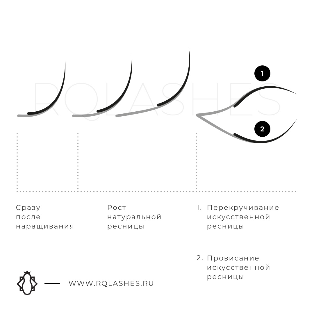 Строение ресницы картинка