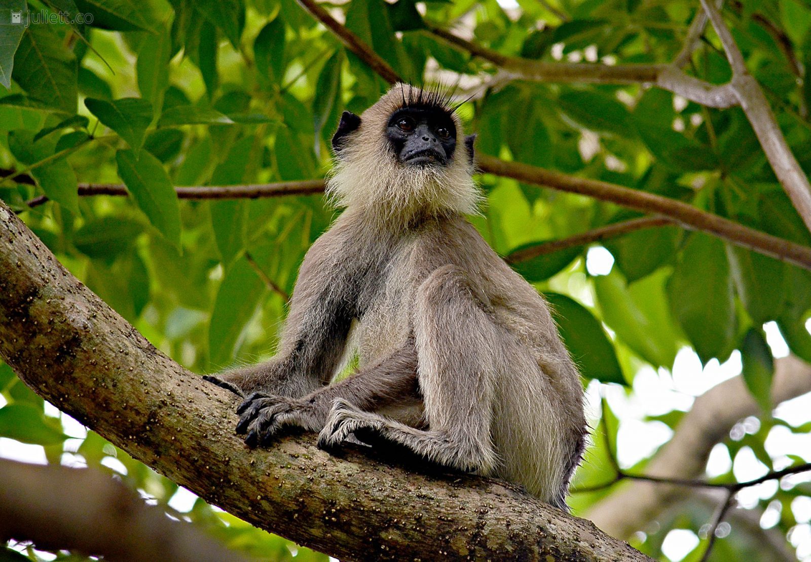 Шри ланская. Шри Ланка мартышки. Приматы Шри Ланки. Шри Ланка обезьяны. Шри ланкийские обезьяны.