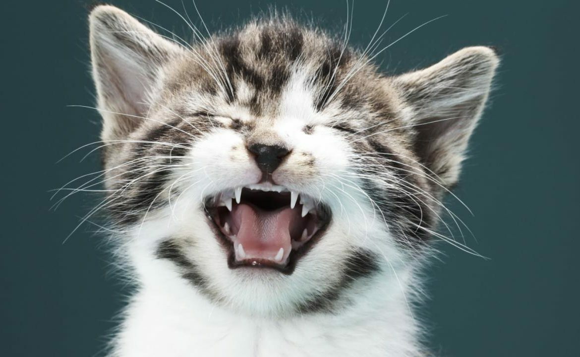 Почему кошка чихает?