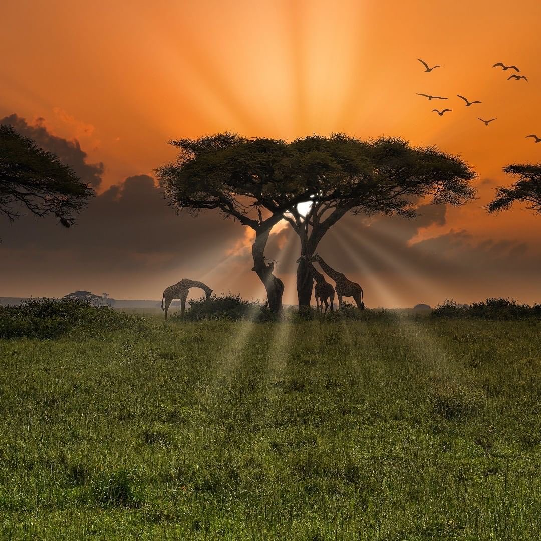 Саванна Африка закат