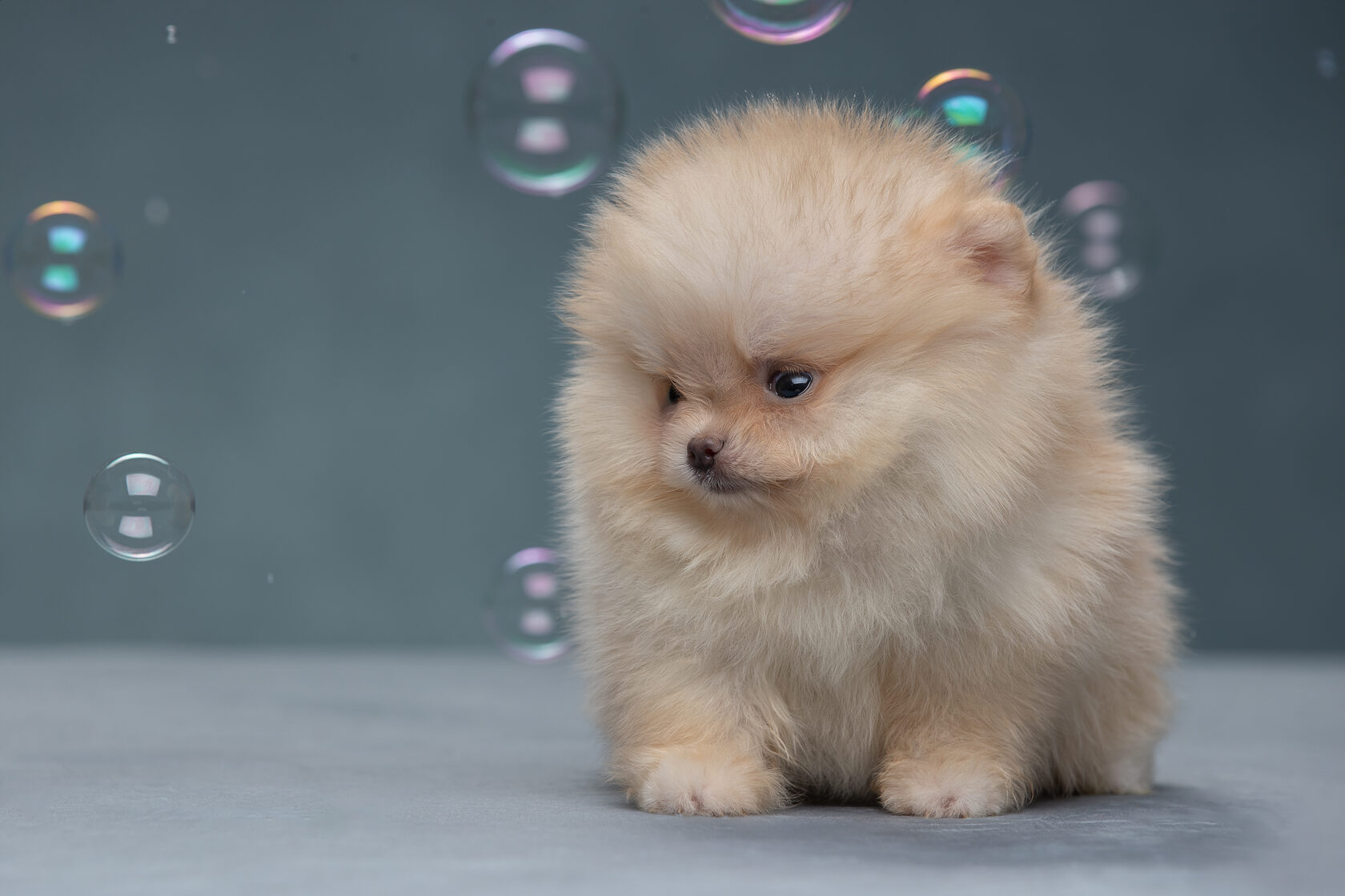 щенки шпица спб недорого