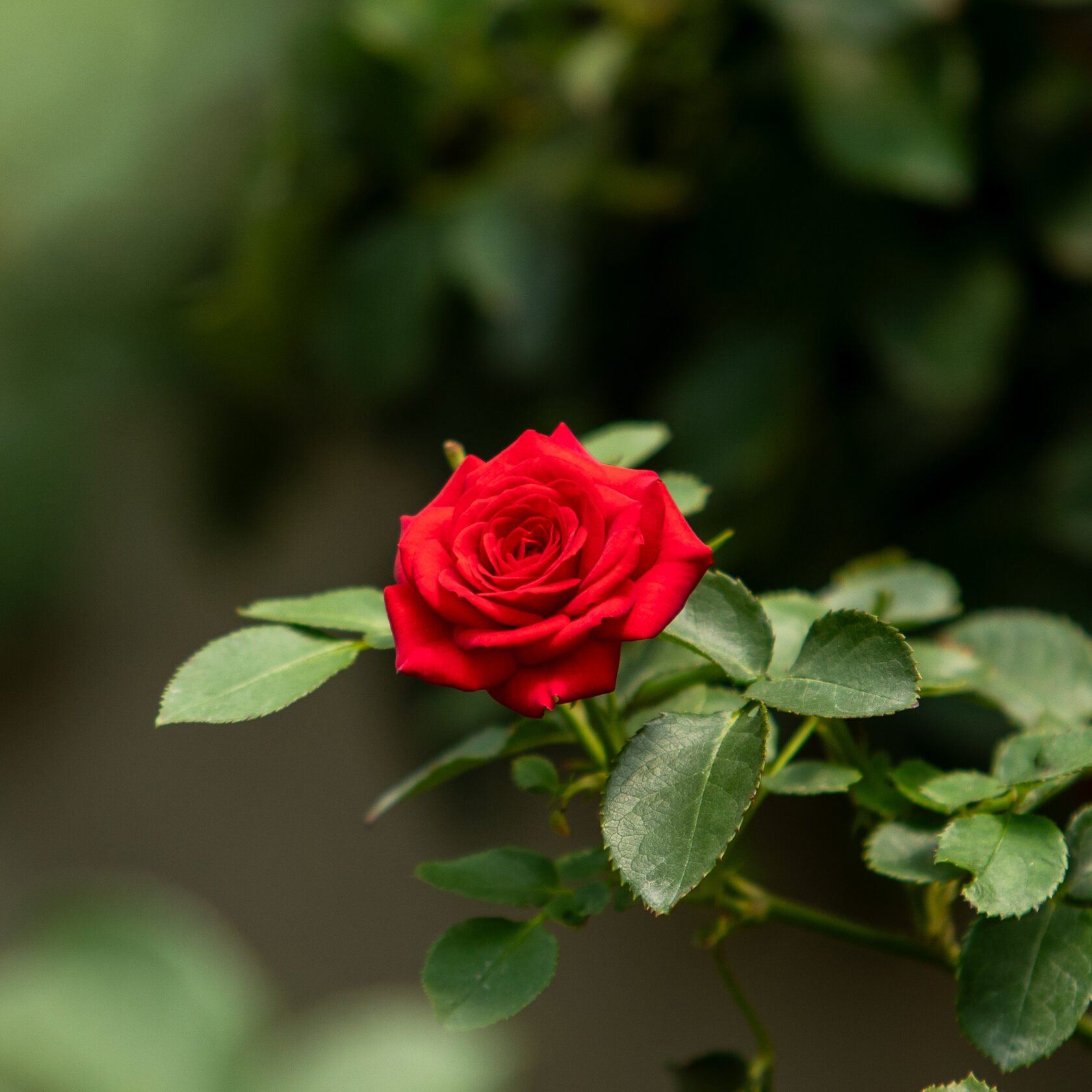 Роза с плантации Sian