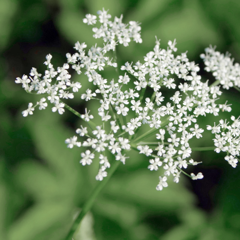 Таволга Metabiotic FRS