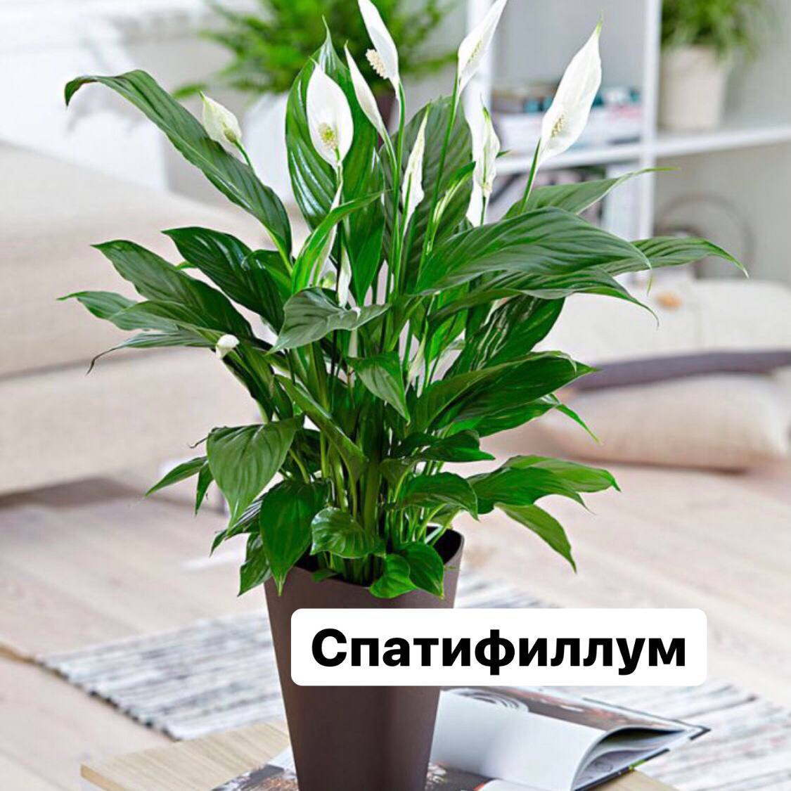 Цветущие комнатные растения купить в интернет магазине 🌺 Greendekor