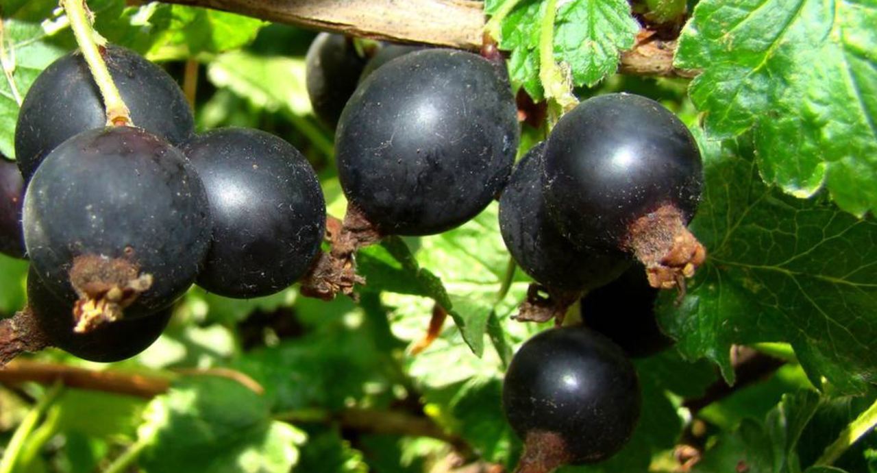 Йошта йохини. Йошта куст. Йошта йохини. Йошта гибрид. Свойства йошты.