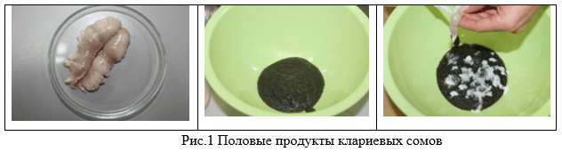 Половые продукты клариевых сомов