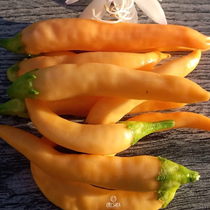 Seeds of Hot pepper Portokolova Fifronka (Capsicum) — 5 pcs