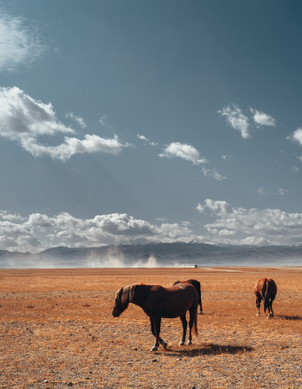 Лошади на песке на фоне гор на Алтае