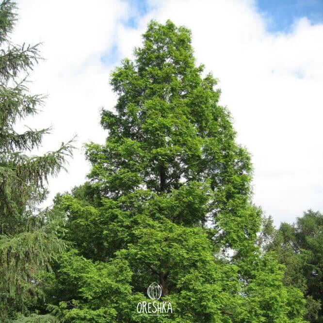 Metasequoia glyptostroboides seeds — Dawn Redwood