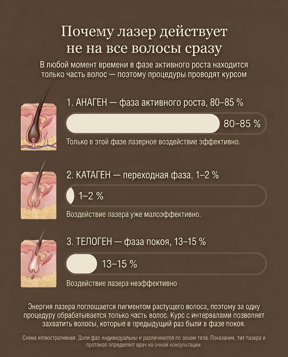 Фазы роста волоса - анаген, катаген, телоген - и почему лазер действует только на часть волос за один сеанс