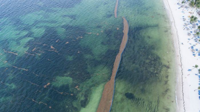 Водоросли на пляжах Доминиканы