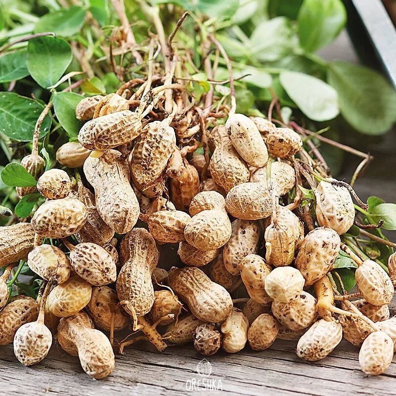 Seeds of Peanut (Arachis hypogaea) — 25 pcs