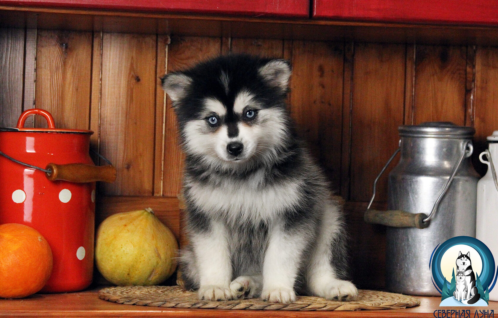 щенок кли кай мини хаски