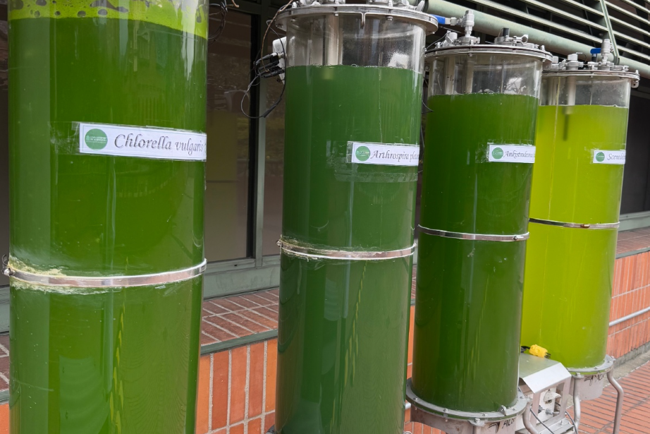 La UdeA cultiva soluciones verdes: biorreactores de microalgas que limpian el aire y producen biomasa