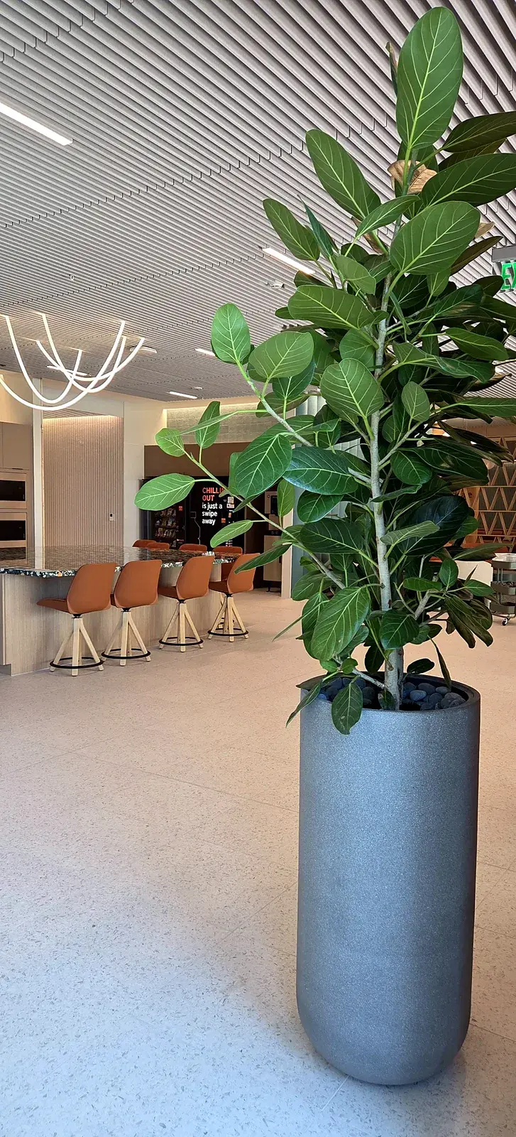 A tall Ficus in a gray planter in the building's cafe