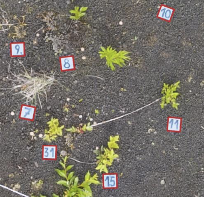 Изображение выглядит как растение, на открытом воздухе, земля, цветок 