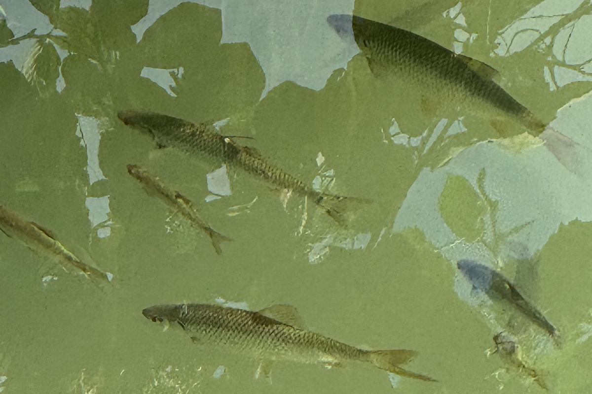 Дом и Елки, глэмпинг