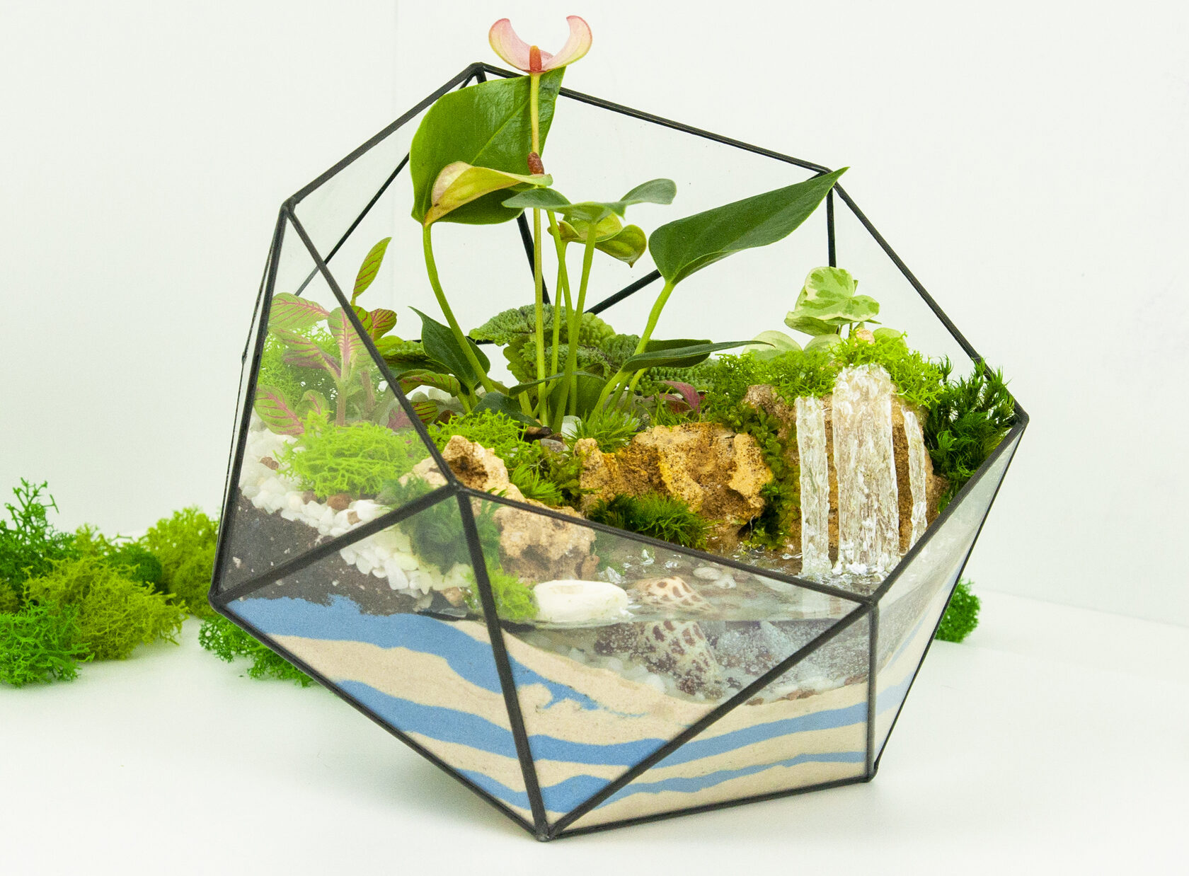 Моссариум: уникальное растение для вашего дома