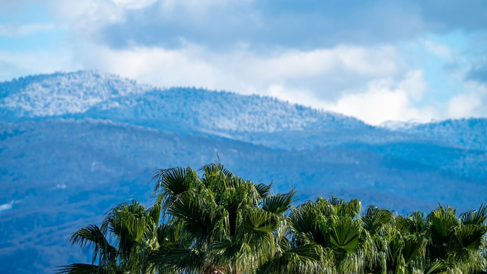 Весна в Сочи