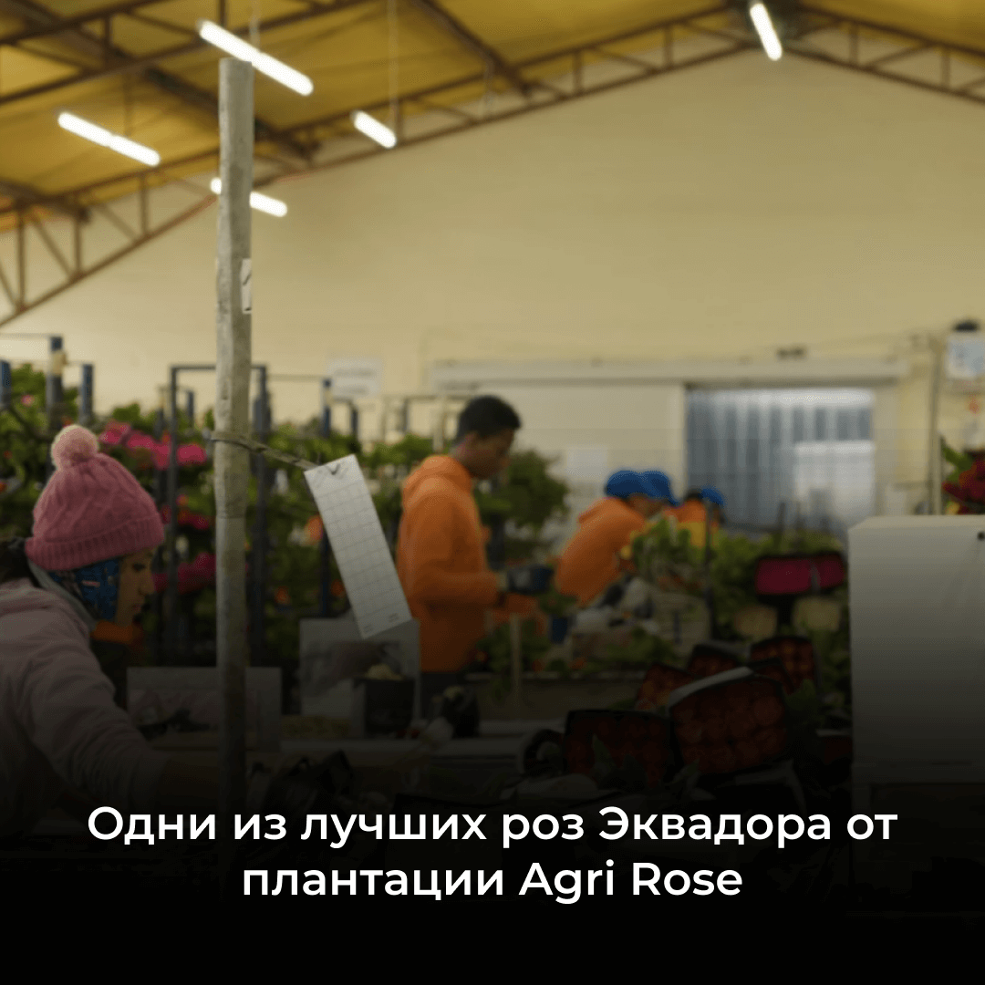 Плантация Agri Rose: обзор эквадорского производителя роз супер премиум качества