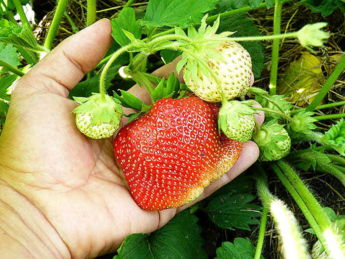 клубника камрад победитель