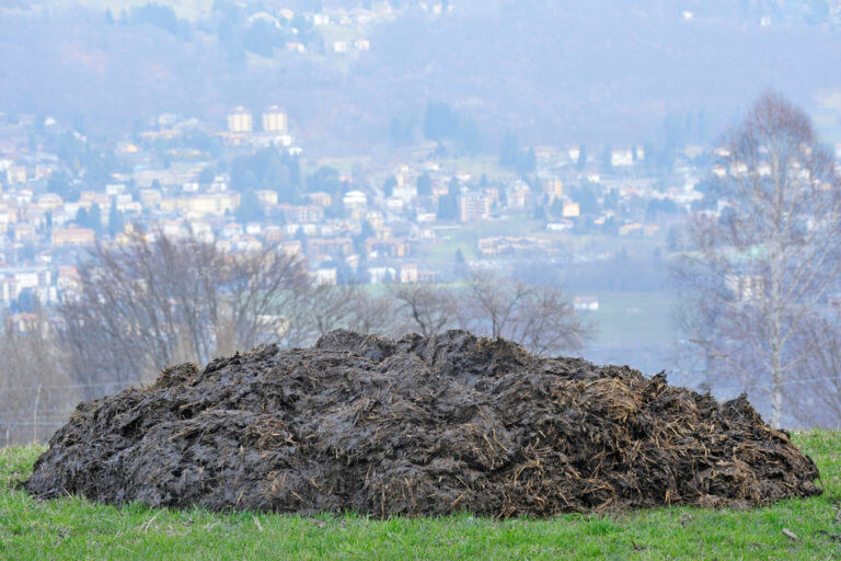 Навозная куча