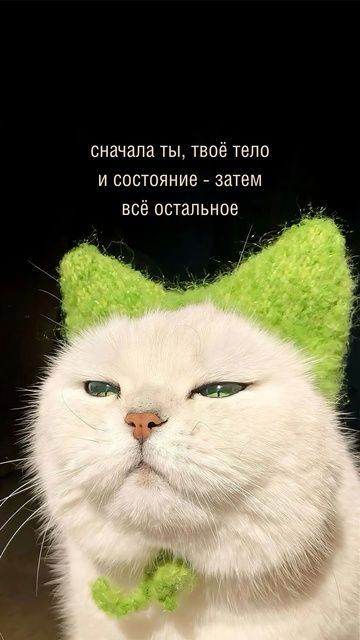 Кот в зелёной шапочке: сначала ты, твоё тело и состояние — затем всё остальное