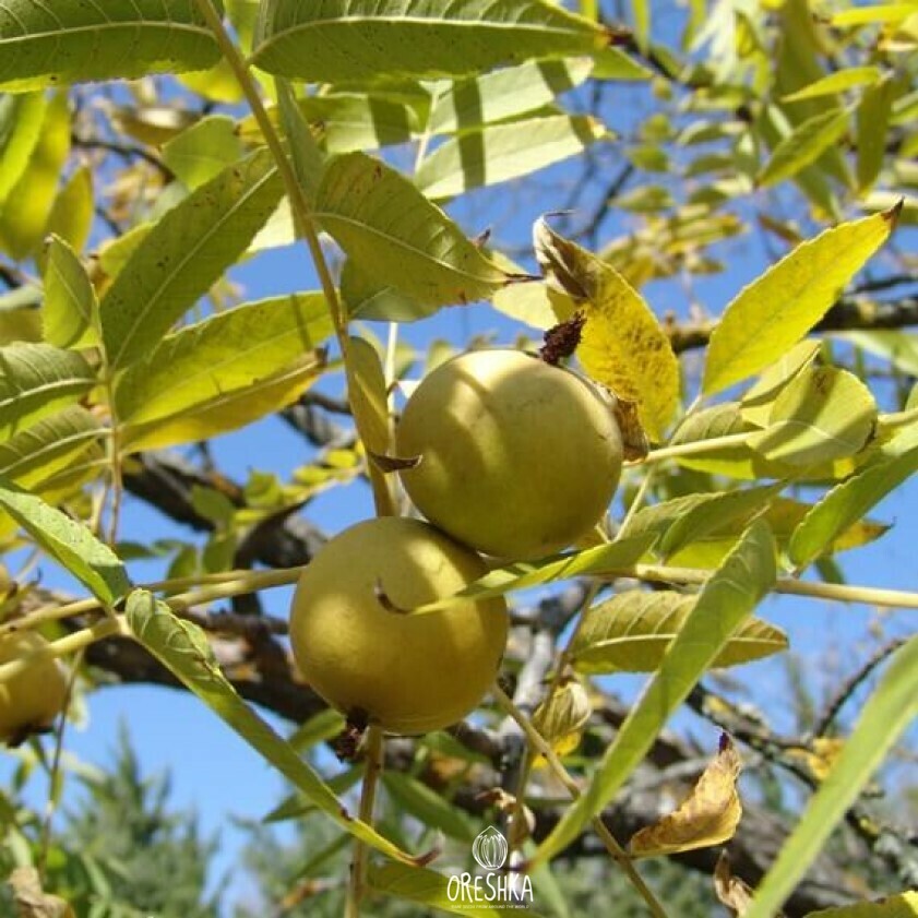 Juglans microcarpa nuts spherical 1.5cm dark brown grooved thick shell cluster