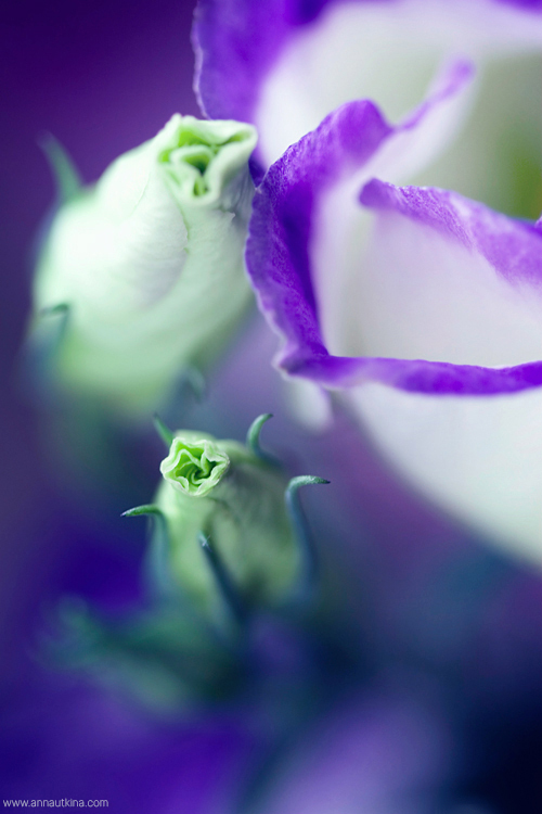 macro, macro flower, macro art, anna utkina, photography, macrophotograpy, floral art, макро, макрофотография, анна уткина