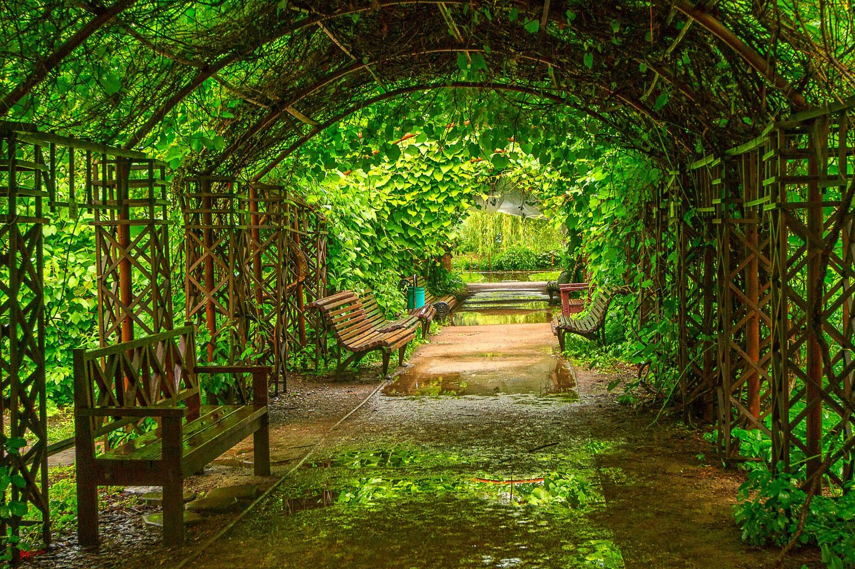 Ботанический сад мгу имени м в ломоносова аптекарский огород фото